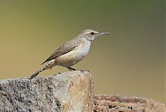 Rock Wren